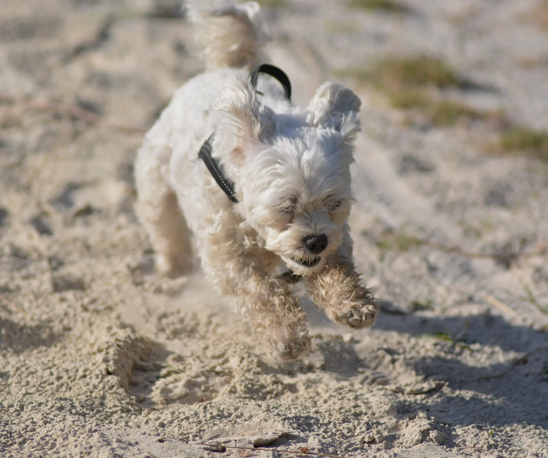 Poeh, een kleine witte hond die door het zand rent