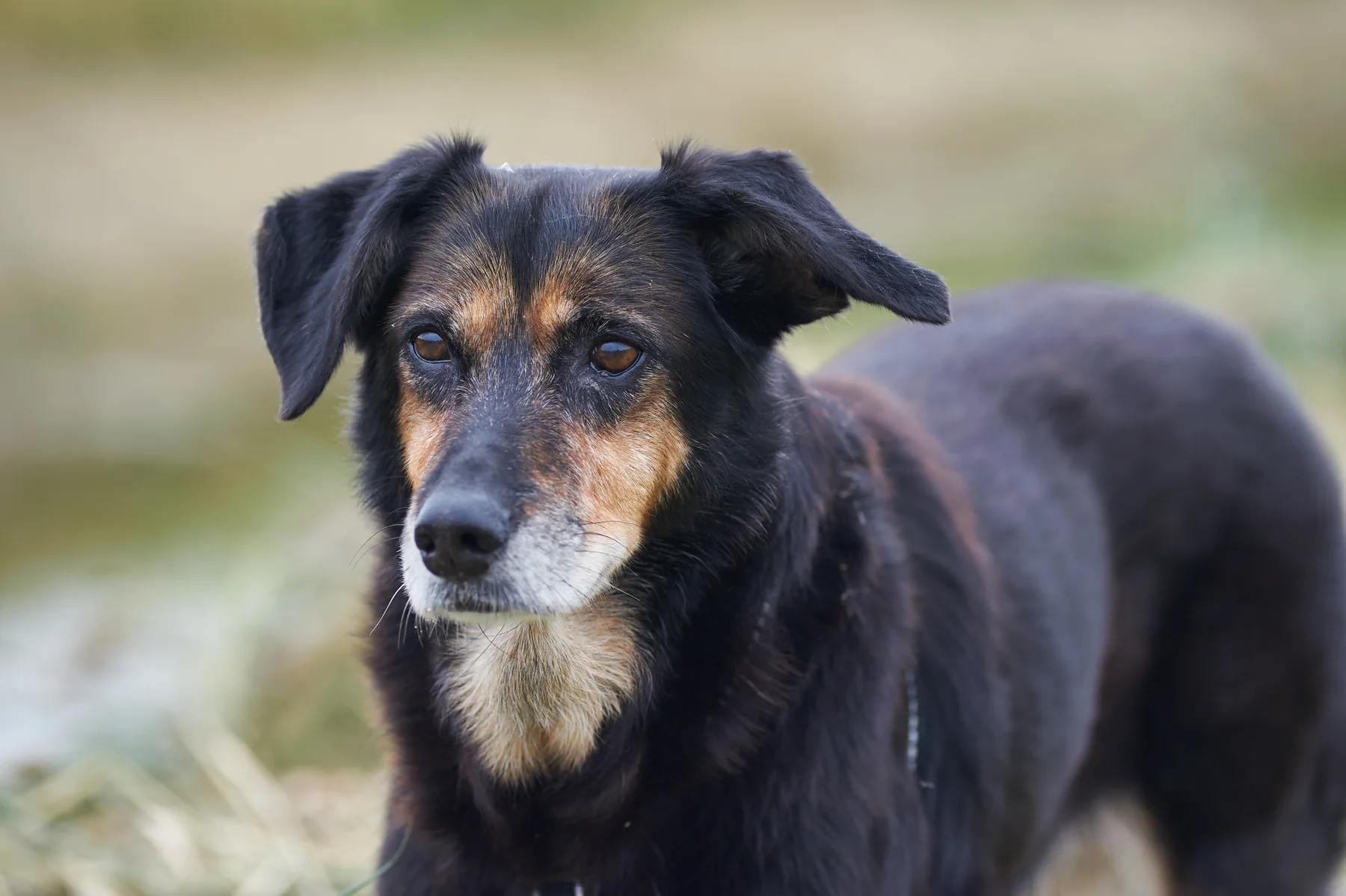Tara, een zwartbruine hond die aandachtig naar de camera kijkt