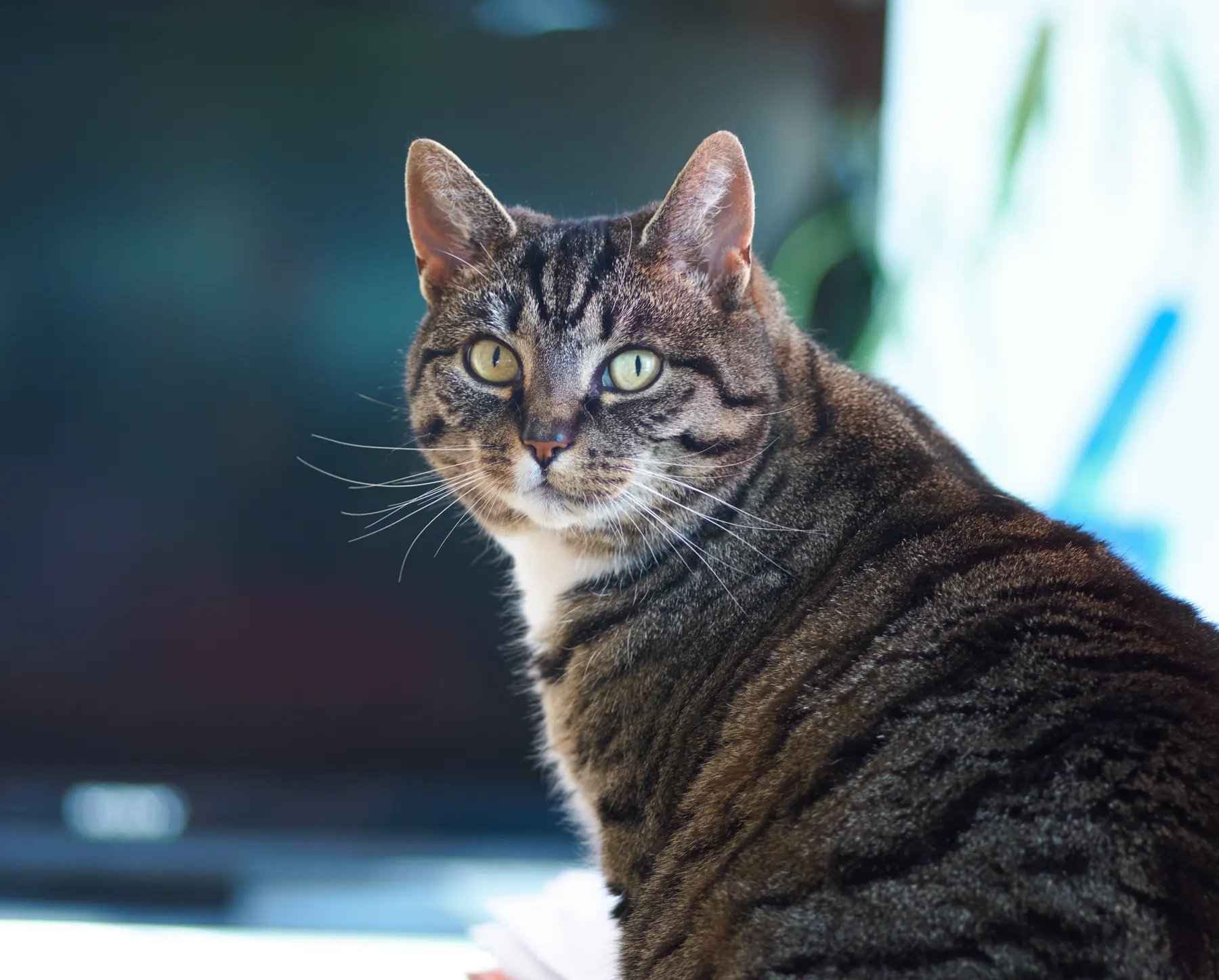 Wees, een gestreepte kat met heldere groene ogen