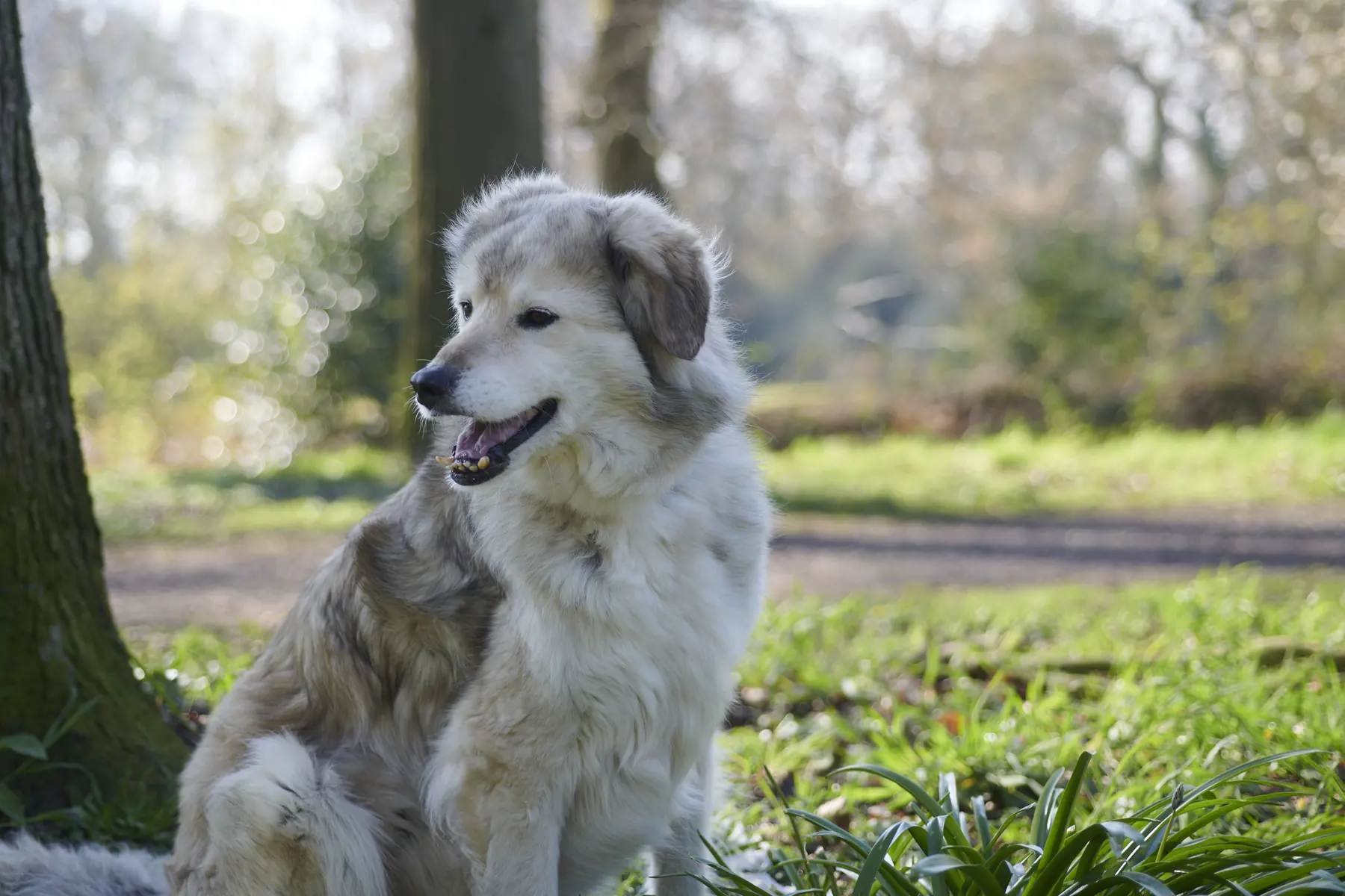 Zus zit in het gras tussen de bomen